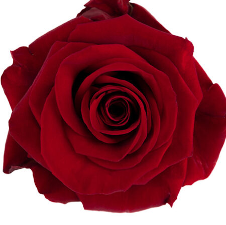 Redvolution