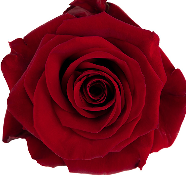 Redvolution
