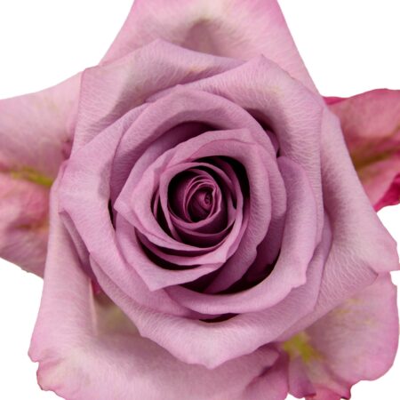 Purple Fantasy