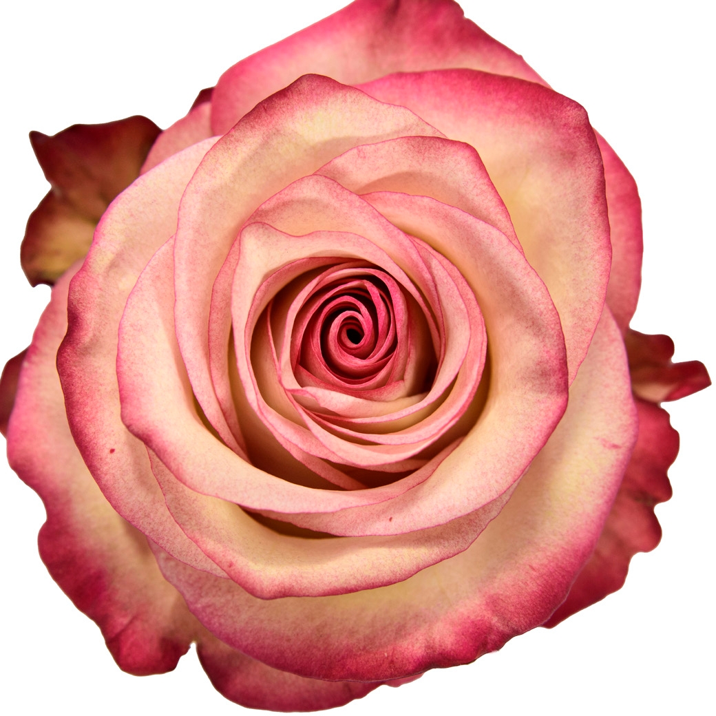 Paloma