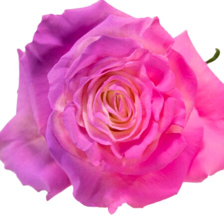 Power Purple Pink