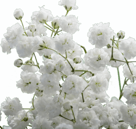 Xlence