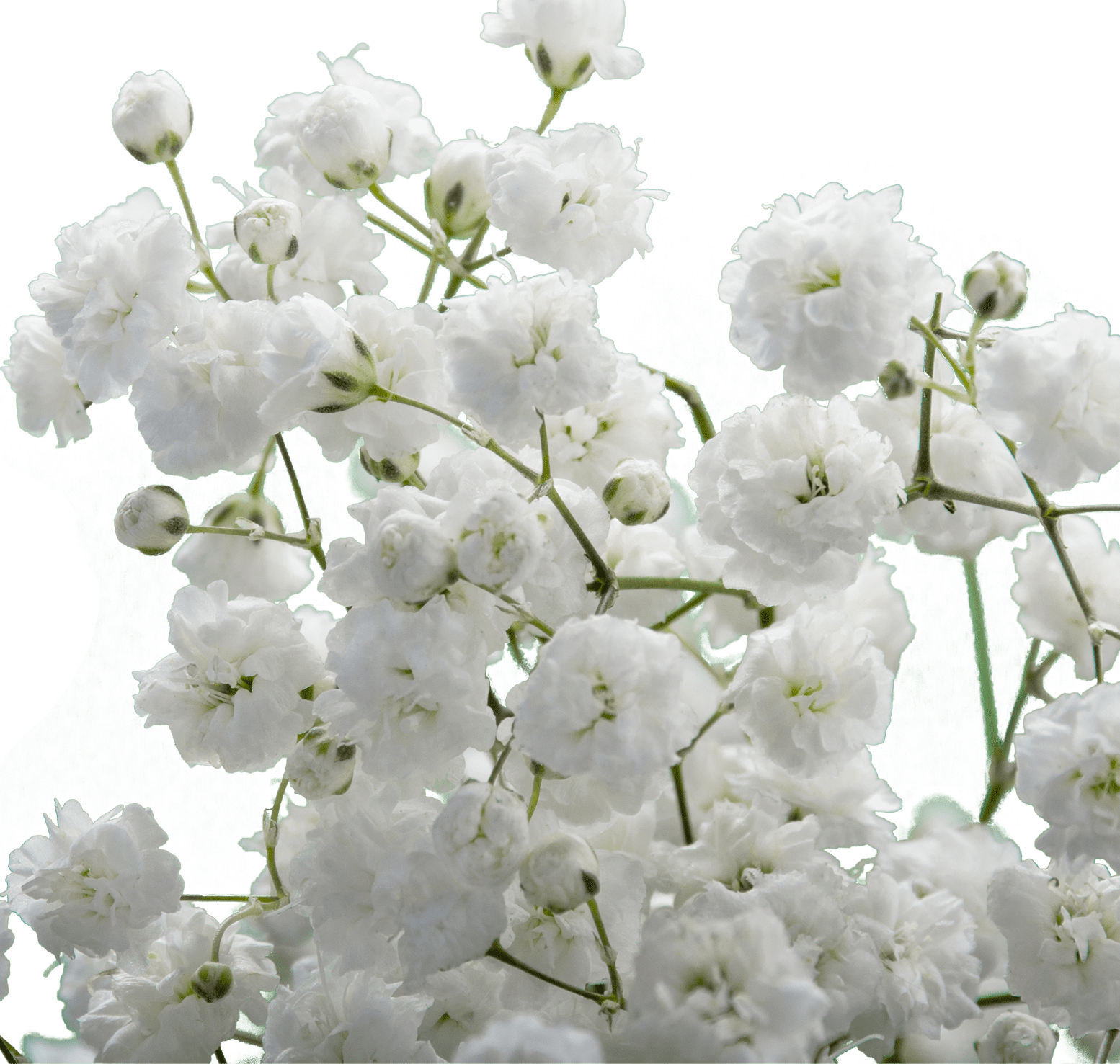 Xlence