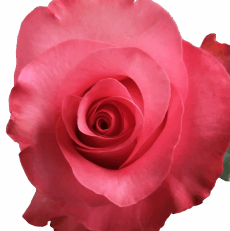 Pink Love