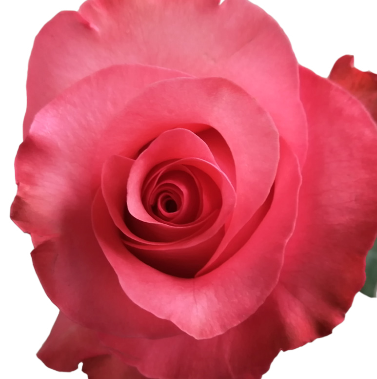 Pink Love