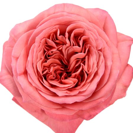 Pink Expression