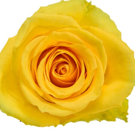 Yellow Unique