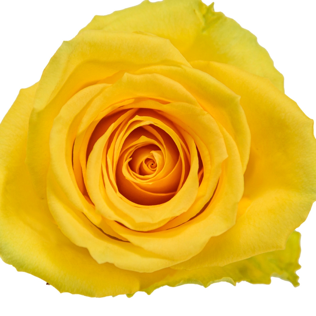 Yellow Unique