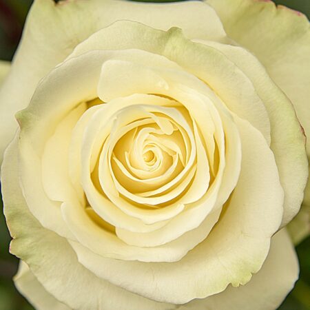 Cream Carpe Diem