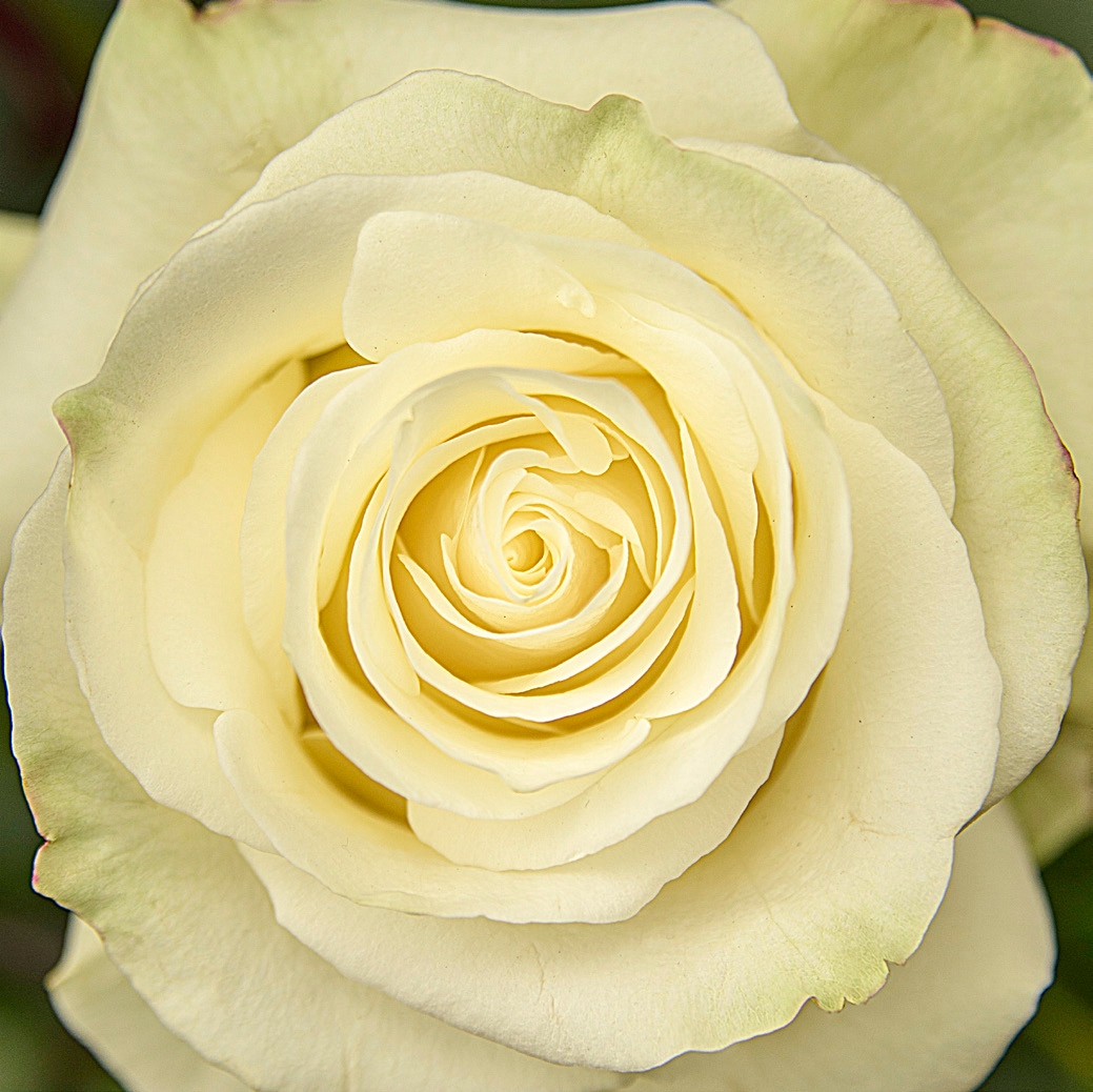 Cream Carpe Diem