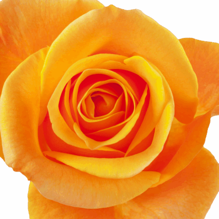 Aloha