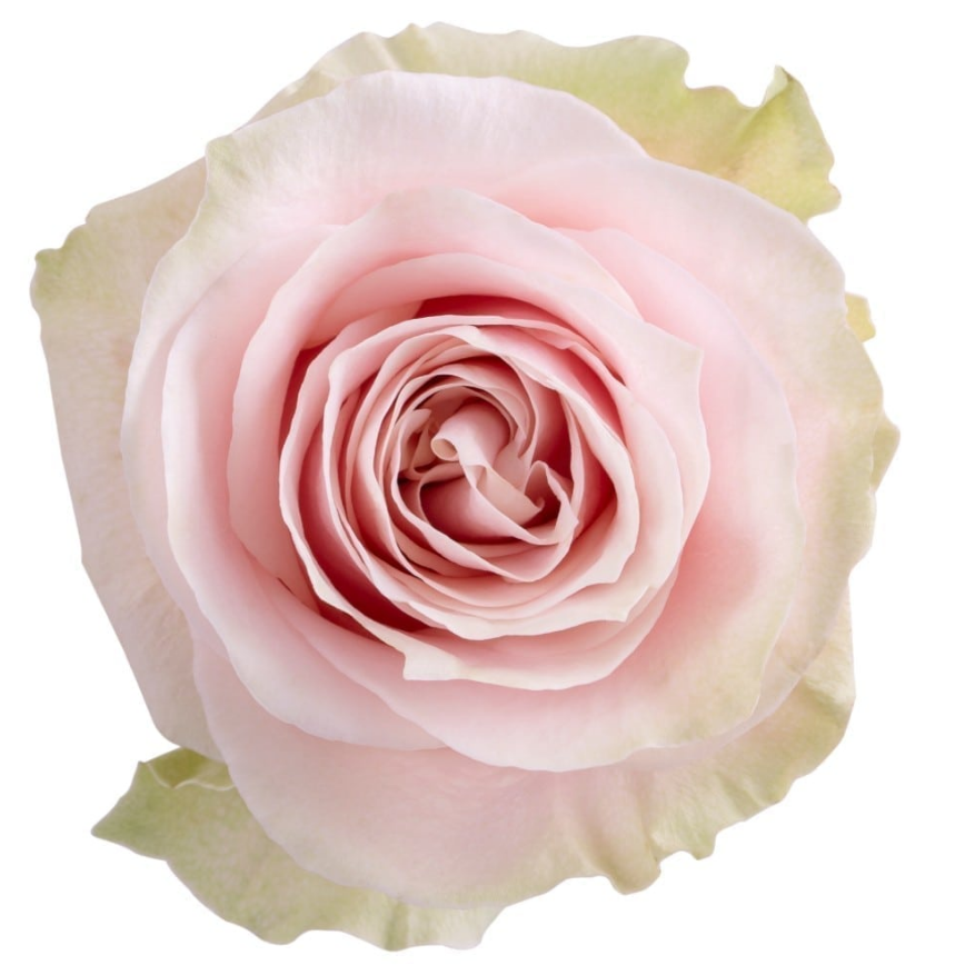 Pink Mondial