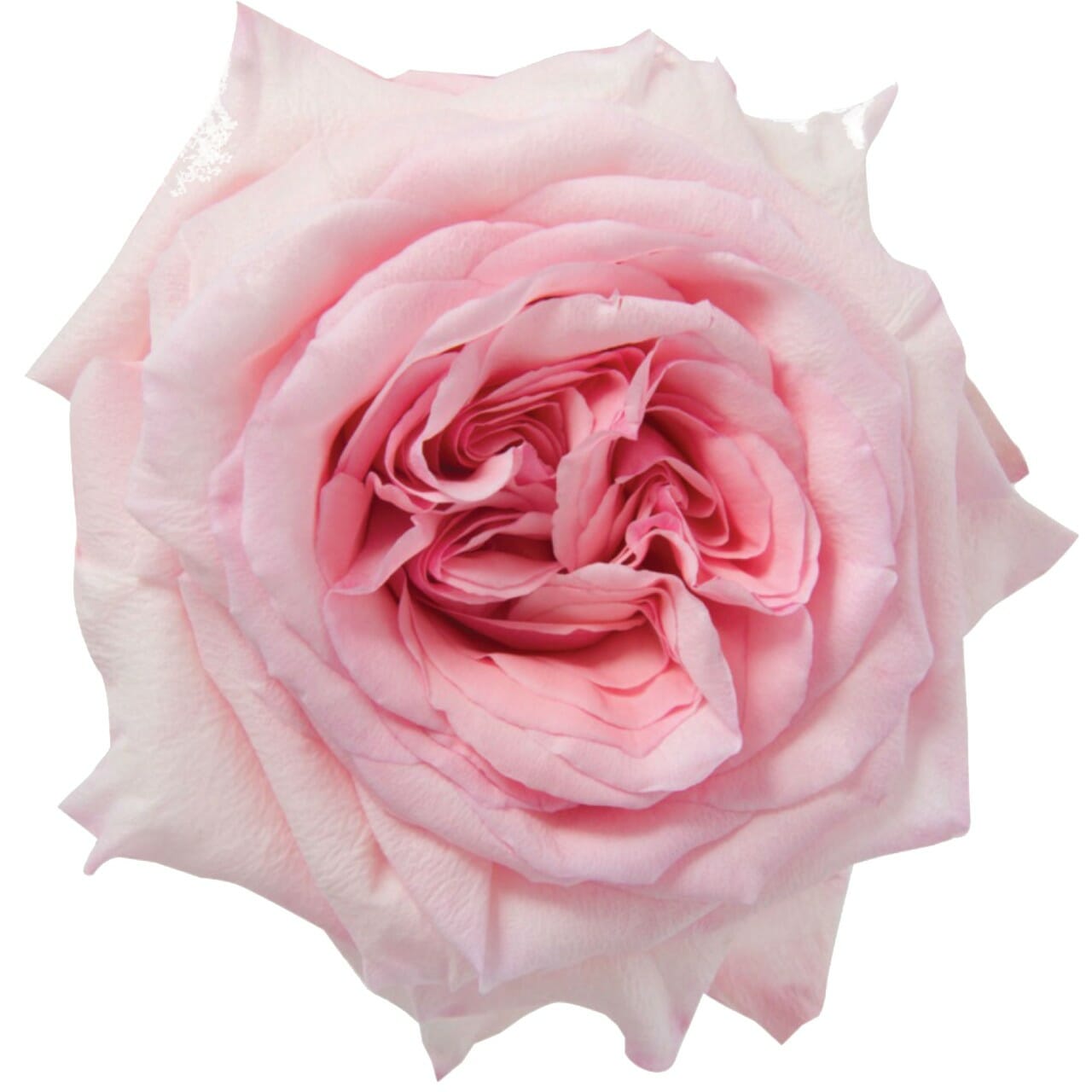 Pink O'Hara