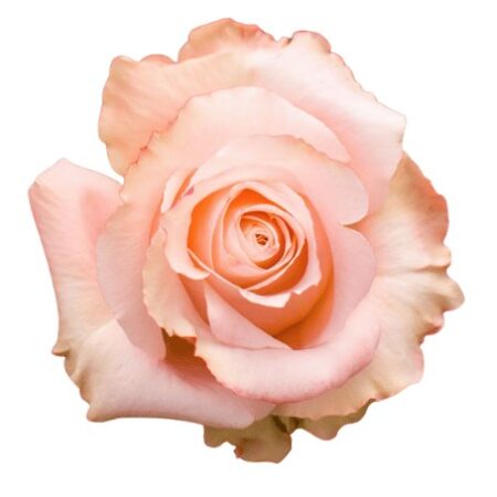 Amorosa