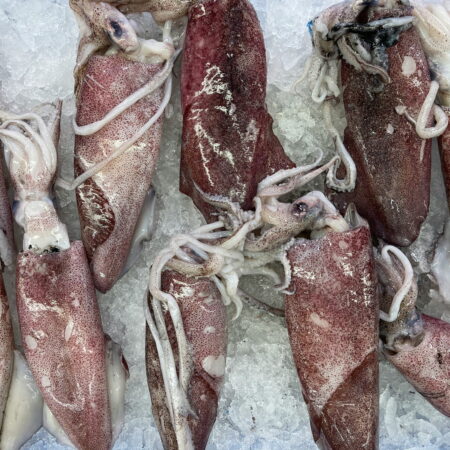 Giant Squid - Portions