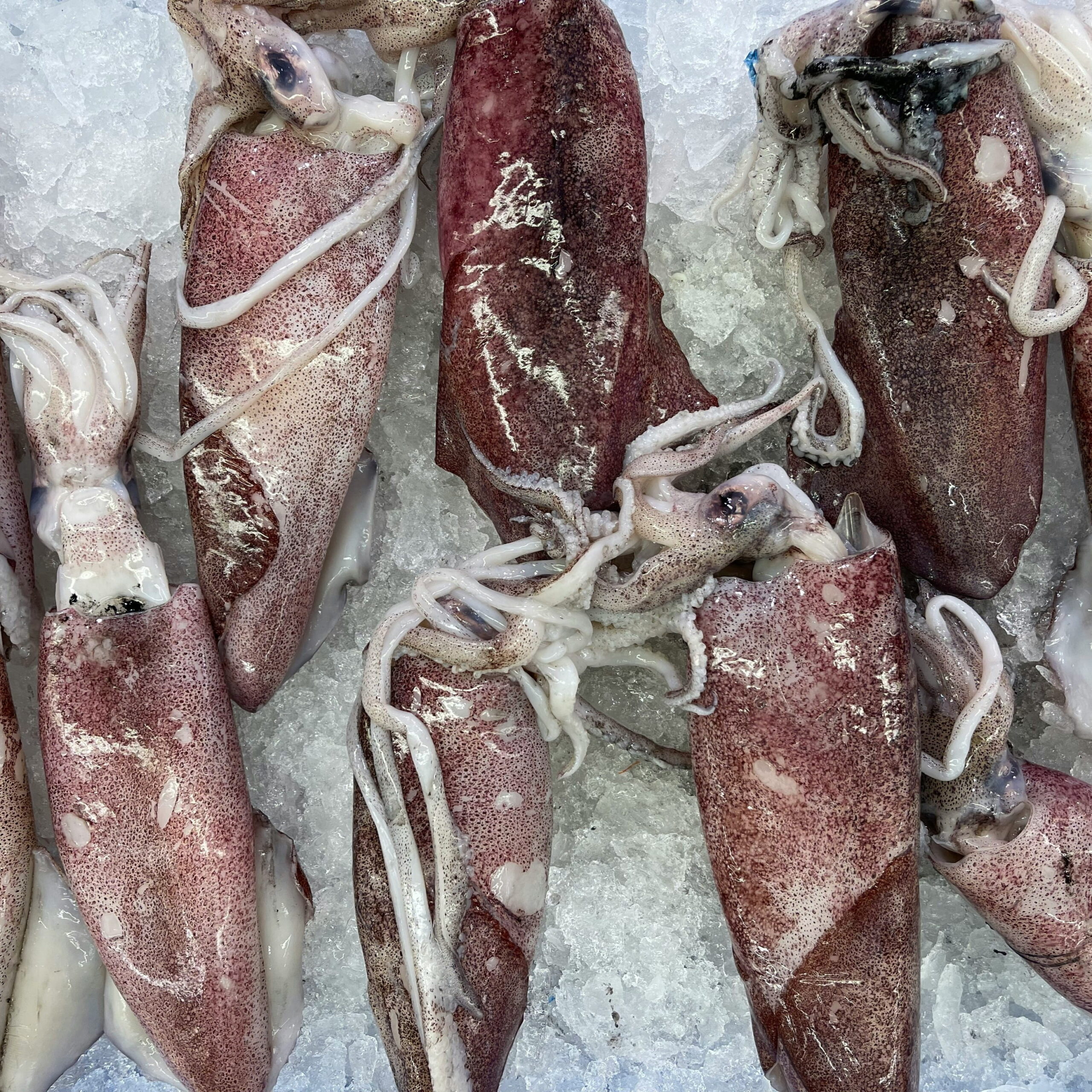 Giant Squid - Portions